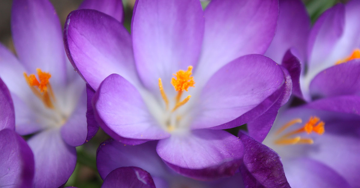 Markens Blomster - Påske Workshop